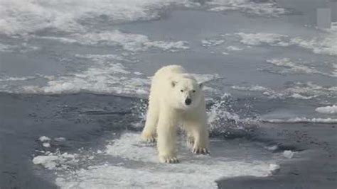 北极熊在极寒的北极是如何适应和生存的？_腾讯视频