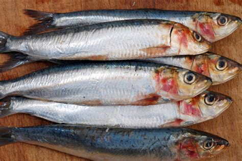 沙丁鱼有哪些做法?营养价值高的沙丁鱼新吃法整合-生活百科-聚餐网