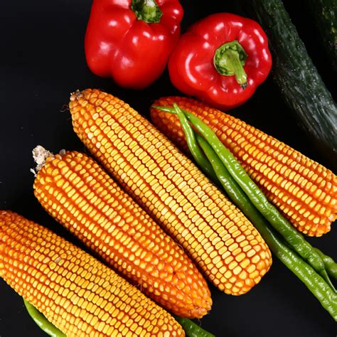 玉米种子（研发中）【价格/批发/供应商】_种子系列_泸州金土地公司