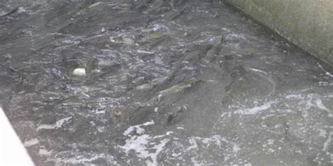武冈有一口鱼塘堤坝垮塌了，据说花了25万修建的！_网友