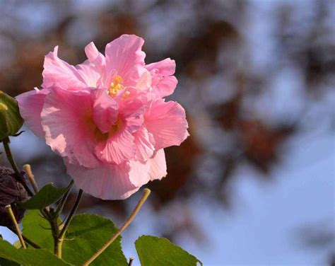 芙蓉的花语是什么？芙蓉的寓意和象征-花卉百科-中国花木网