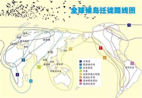 全球候鸟迁徙路线图(一)-宁夏鸟类-图片