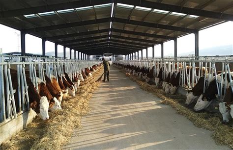 2022年梨树县肉牛饲养量达到58.8万头，同比增长64%|合作社_新浪新闻