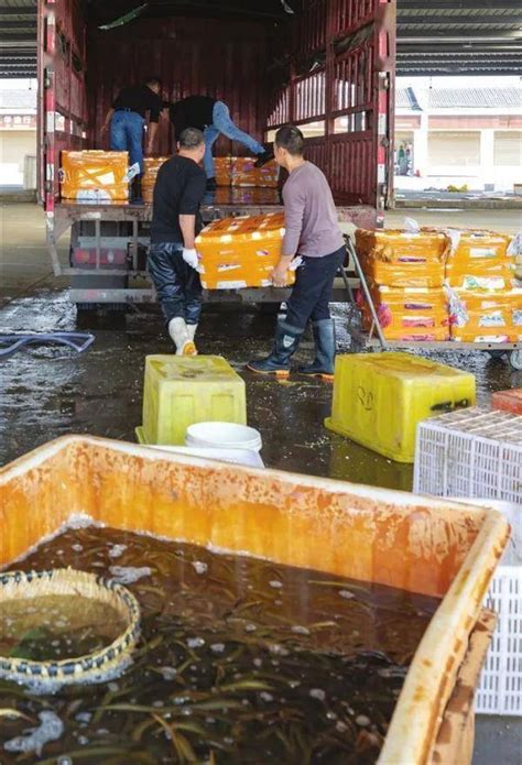 仙桃已成为全国最大的黄鳝贸易市场_加工