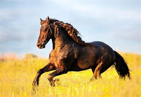 关于马的现代诗-关于马的现代诗,关于,马,现代,诗 - 早旭阅读