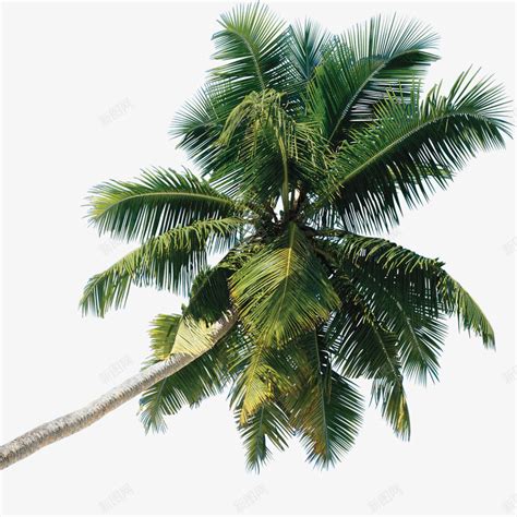 教你制作高达情景小贴士 棕榈树的DIY图解╭★ 肉丁网