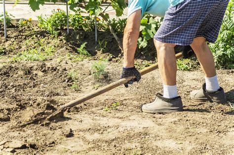 铲子挖土的动作穿着橡胶靴的高级农民用铲子在花园里挖双手挖旧草高清图片下载-正版图片506102229-摄图网