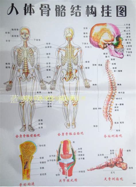 解剖教学网，大学第三版，第二篇 内脏学