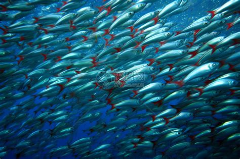 美丽壮观的沙丁鱼群高清图片下载-正版图片600304296-摄图网