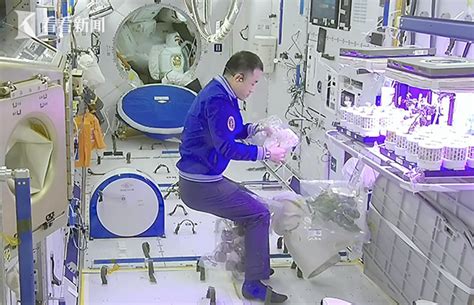 长势喜人！太空菜园丰收 神十七航天员现摘现吃|太空|航天员_新浪新闻