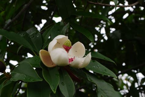 滇桂木莲Manglietia forrestii-花卉图片网