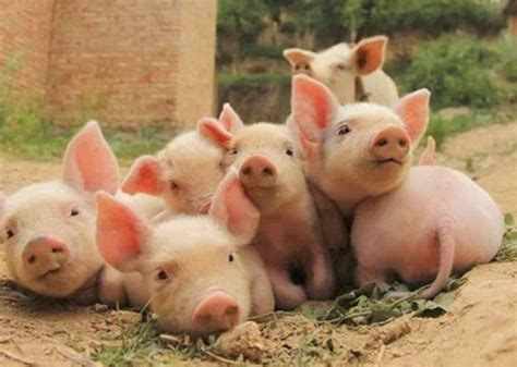 猪可以活多少年 —【发财农业网】