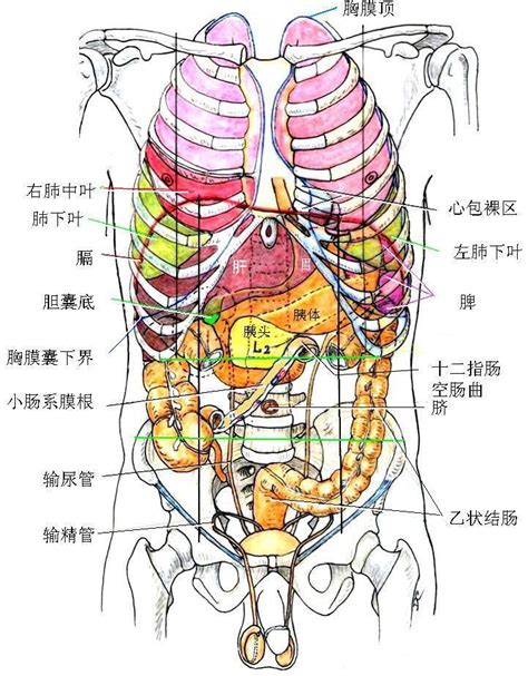 图134 全身主要动脉-基础医学-医学