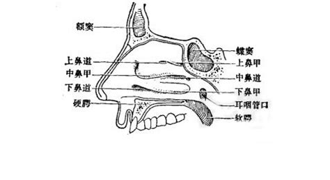 鼻腔解剖结构图图片