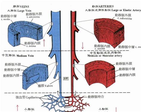 各类血管的结构及功能特点 Structures and Functions of Blood Vessels