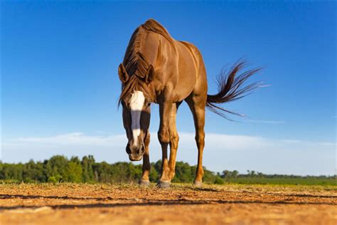 骡子和马的区别有哪些（如何区分马、骡子和驴？它们之间存在哪些差异？） | 说明书网