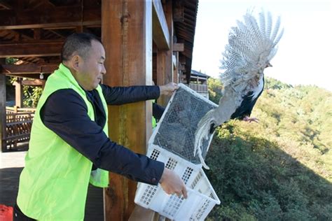 南岳放归国家一级重点保护野生动物白冠长尾雉—新闻—科学网