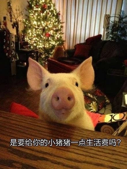 猪猪表情包 - 猪猪微信表情包 - 猪猪QQ表情包 - 发表情 fabiaoqing.com