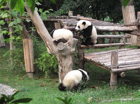 动物园的大熊猫图片-吃竹子的大熊猫特写素材-高清图片-摄影照片-寻图免费打包下载
