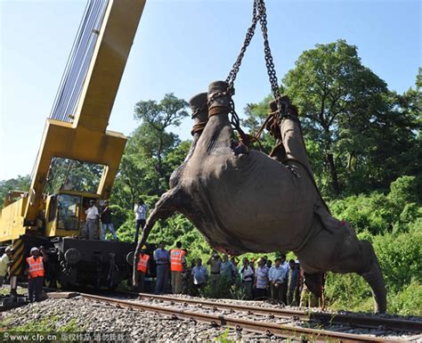 印度孟加拉邦：一头大象被快速行驶的列车撞死 - 神秘的地球 科学|自然|地理|探索