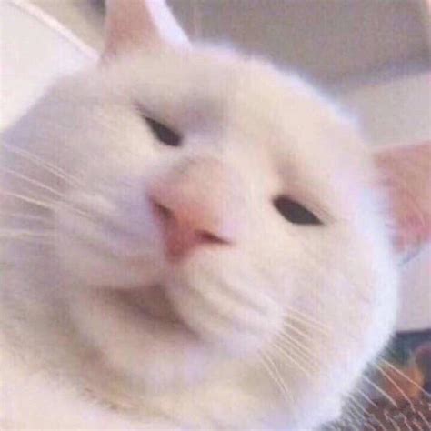 女生温柔头像猫猫狗狗