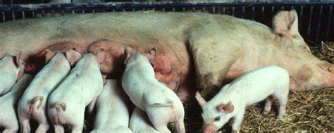 母猪生产周期表，第一胎母猪产前征兆-农百科