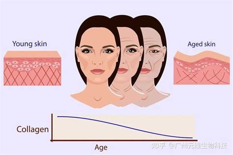 重组人源三型胶原蛋白对皮肤有什么作用，可以用于哪些部位？ - 知乎