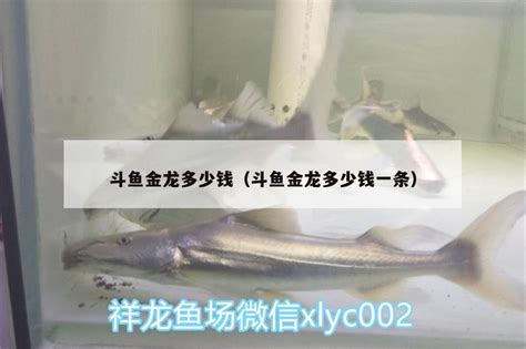 龙鱼的种类你知道多少 - 广东闽江水族实业有限公司