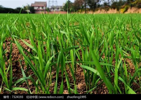 绿油油的小麦苗高清图片下载_红动中国
