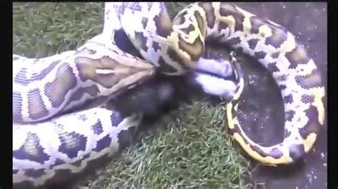 大蟒蛇吃人的过程_腾讯视频