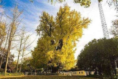 2023上海古银杏公园最佳观赏时间_旅泊网