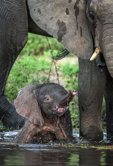 大象妈妈和象宝宝图片-大象妈妈正在哺乳象宝宝素材-高清图片-摄影照片-寻图免费打包下载
