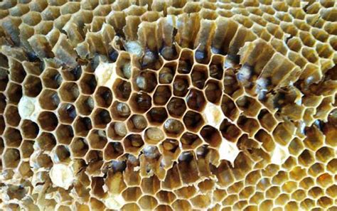 蜂箱撒石灰治巢虫有效吗？ - 蜂病防治 - 酷蜜蜂