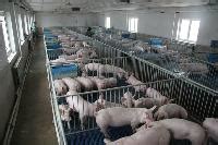近30斤的小猪崽现在40斤的小仔猪价格便宜了 山东临沂 乐群水果基地-食品商务网