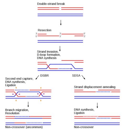 重组蛋白的表达步骤和重点选择标准_生物器材网