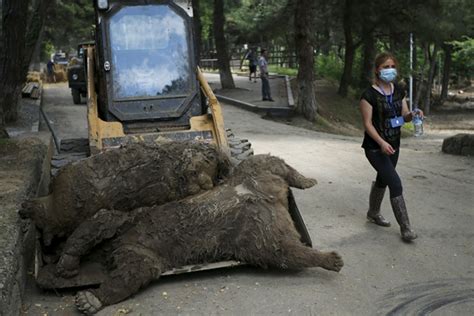 格鲁吉亚动物园逃跑老虎咬死人 被警方捕杀|界面新闻 · 天下