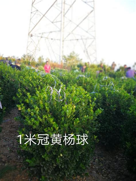 白皮松 - 产品展示 - 中国苗木信息网