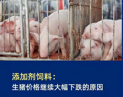 添加剂饲料：生猪价格继续大幅下跌的原因 - 知乎