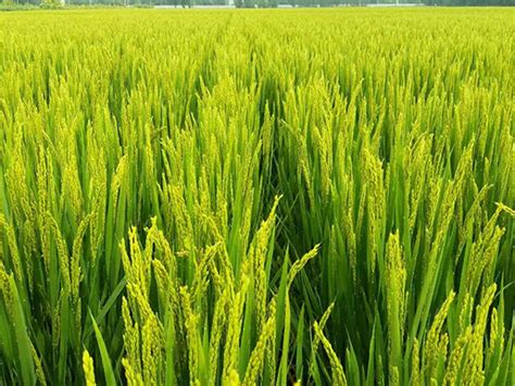 高产水稻前十名的品种深两优534(国家一级香稻品种)_植物百科_百科信息网