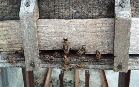 蜜蜂窝是什么做成的，筑巢材料是怎么来的 -农百科