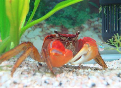 海里抓的螃蟹能带回家养吗？沉浸式养螃蟹喂它吃鱼