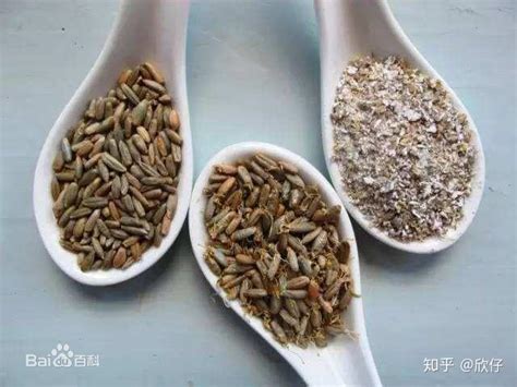 黑麦的热量(卡路里cal),黑麦的功效与作用,黑麦的食用方法,黑麦的营养价值