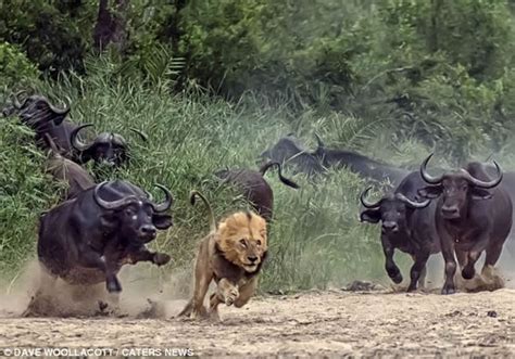 狮子被非洲水牛“群殴”落荒而逃 - 神秘的地球 科学|自然|地理|探索