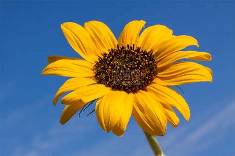 向阳花的花语是什么？向阳花的寓意和象征-花卉百科-中国花木网