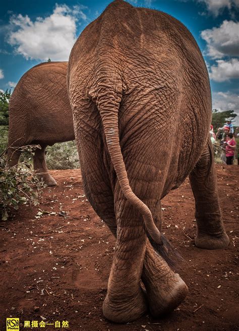 人在非洲——可以再萌点吗？小象|摄影|宠物摄影|黑摄会_人在非洲 - 原创作品 - 站酷 (ZCOOL)