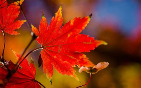 秋天最美的红叶照片高清壁纸下载-壁纸图片大全