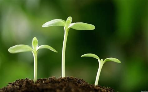 新《种子法》自2022年3月1日起施行！这些条文有重大修改！-长江蔬菜