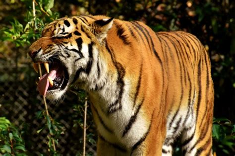 在拍照时镜头里突然出现一只野生老虎，对着镜头呲牙咧嘴的微笑