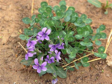 紫花地丁-丽江园林绿化植物-图片