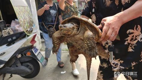 浙江温岭挖出明代巨型“石龟” 咬牙闭嘴颇为罕见_文化频道_凤凰网